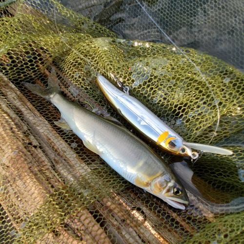 アユの釣果