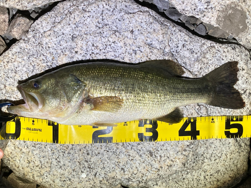 ブラックバスの釣果