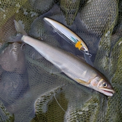 アユの釣果