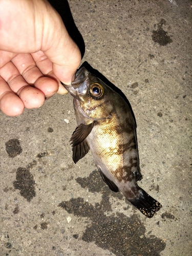 シロメバルの釣果