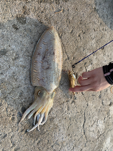 モンゴウイカの釣果