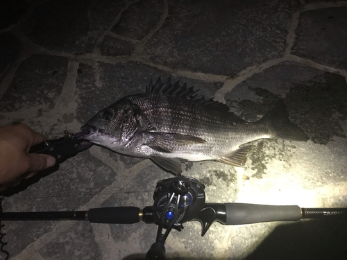 クロダイの釣果