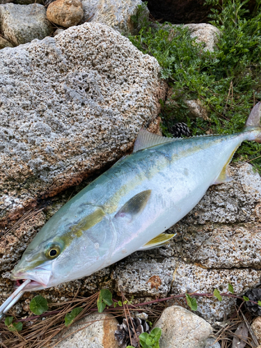 ハマチの釣果