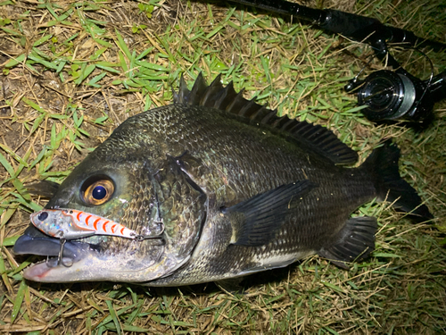 チヌの釣果