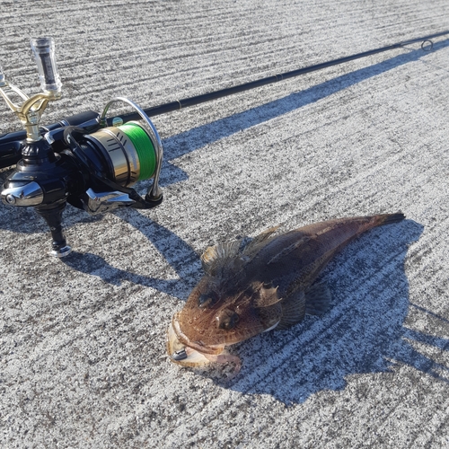 マゴチの釣果