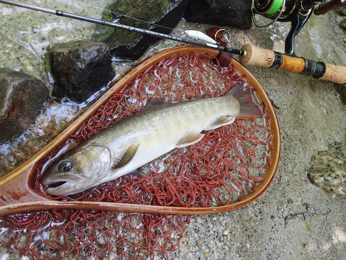 イワナの釣果