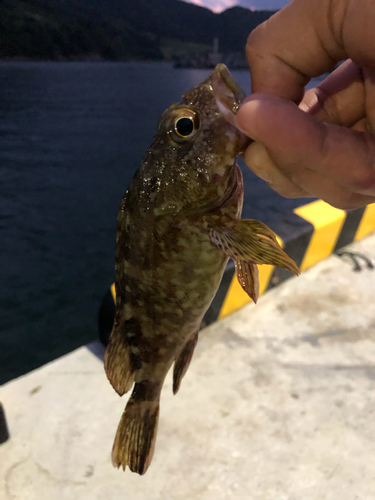 アコウの釣果