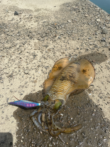 アオリイカの釣果