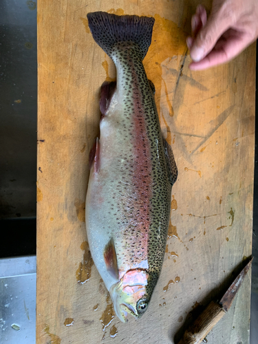 ニジマスの釣果