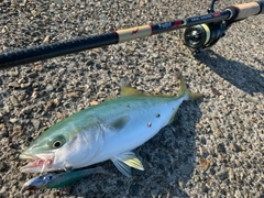 ツバスの釣果