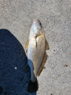 イシモチの釣果