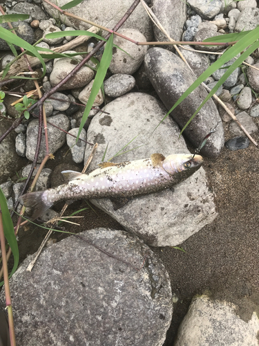 アメマスの釣果