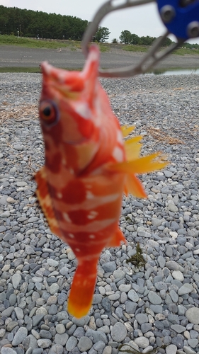 アカハタの釣果