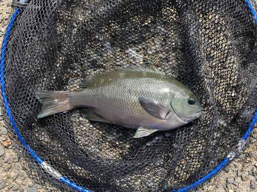 メジナの釣果