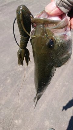 ブラックバスの釣果