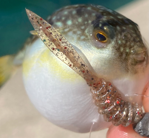 クサフグの釣果