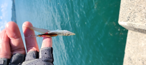 カマスの釣果