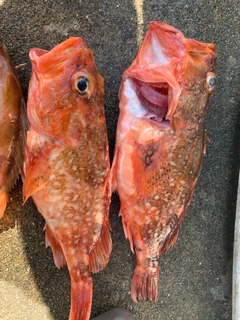 ウッカリカサゴの釣果