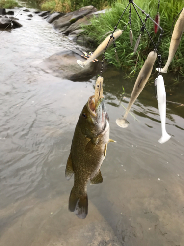 スモールマウスバスの釣果