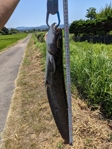 ナマズの釣果