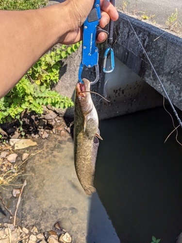 ナマズの釣果