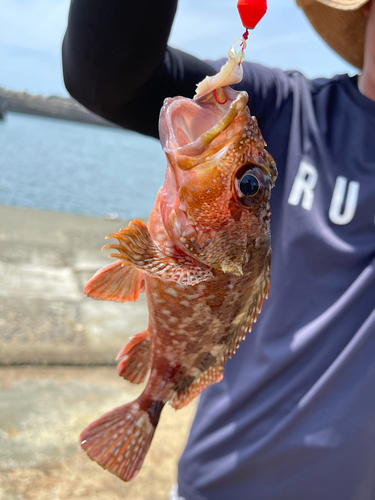 ガシラの釣果