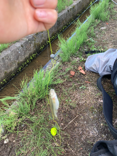 ウグイの釣果