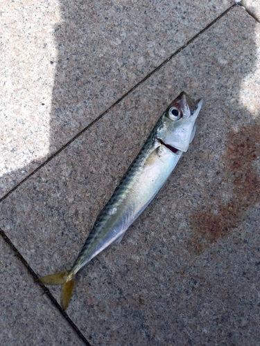 マサバの釣果