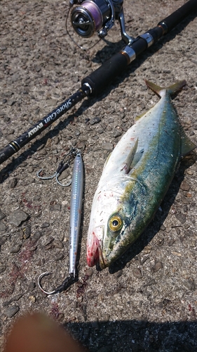 ツバスの釣果