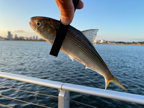 コノシロの釣果