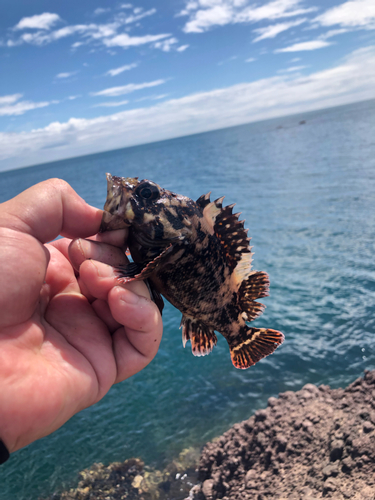 ソイの釣果