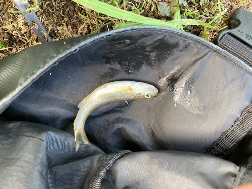 ウグイの釣果