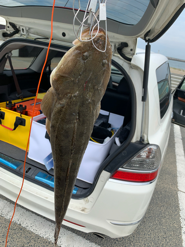 マゴチの釣果