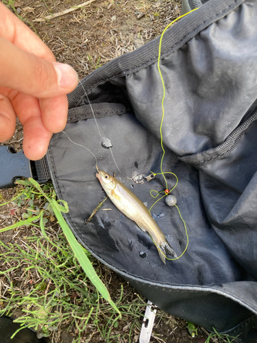 ウグイの釣果