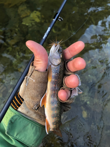 オショロコマの釣果