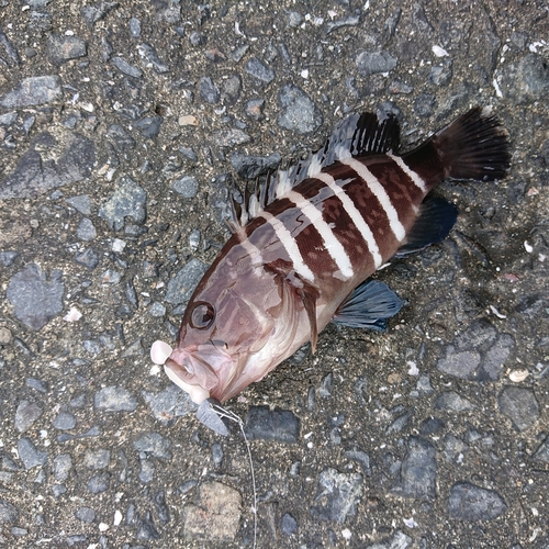 マハタの釣果