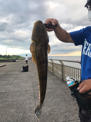 マゴチの釣果