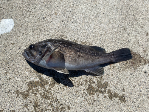 ソイの釣果