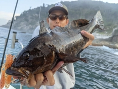 ベッコウゾイの釣果