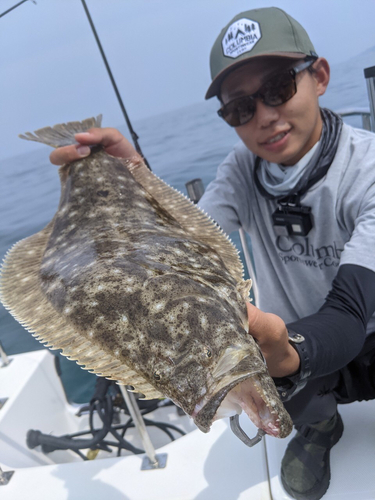 ヒラメの釣果