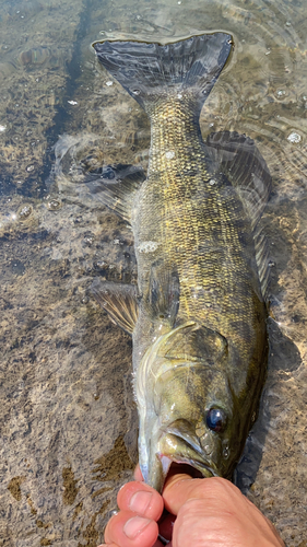 スモールマウスバスの釣果