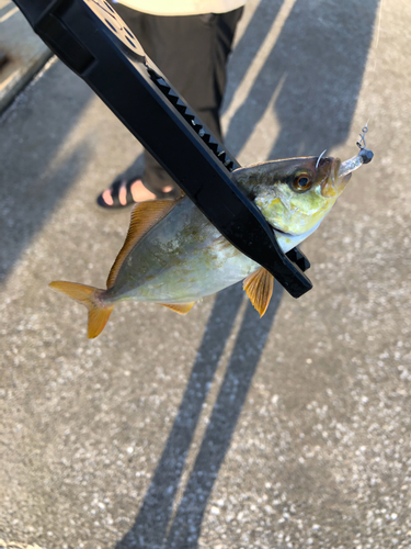 ショゴの釣果