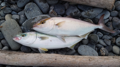 ワカシの釣果