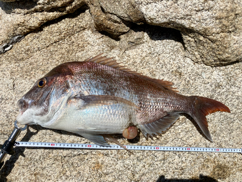 マダイの釣果