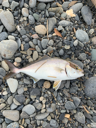 ショゴの釣果