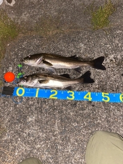 スズキの釣果
