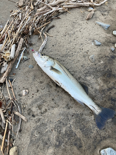 スズキの釣果