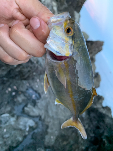 ショゴの釣果