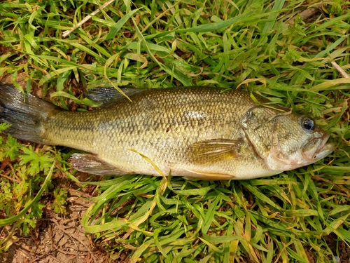 ラージマウスバスの釣果