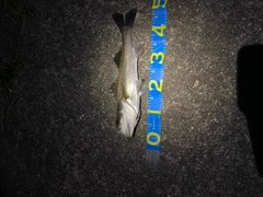 スズキの釣果